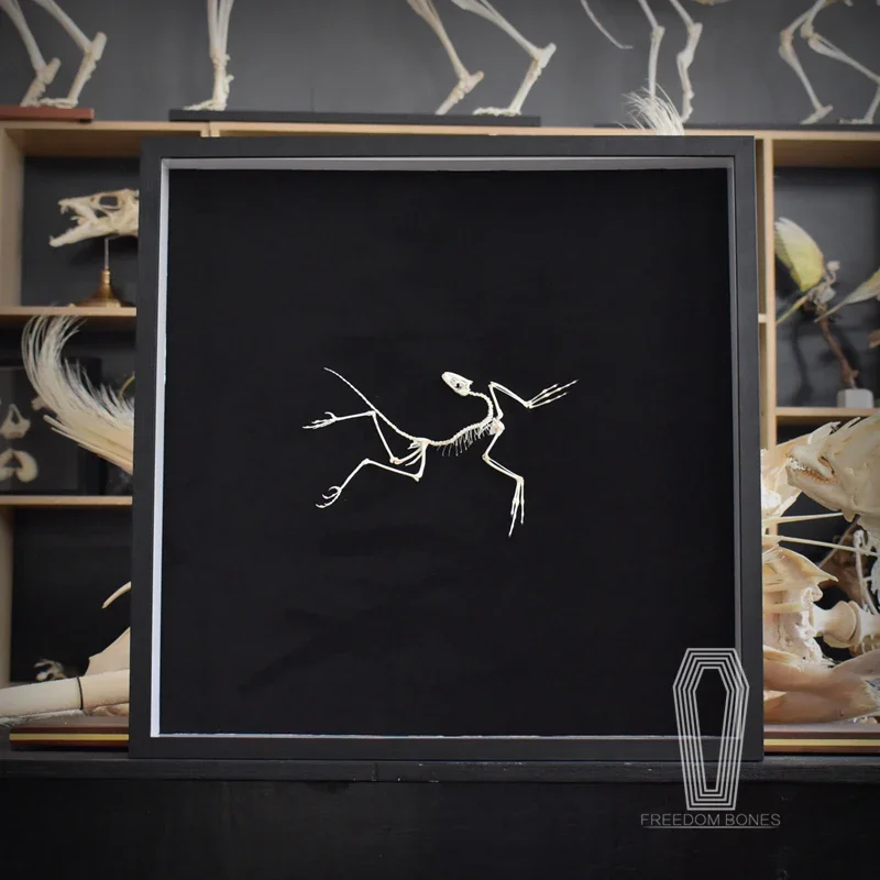 2120 Archaeopteryx Fossil Art  - Fossil Replica Display ulasan dan harga