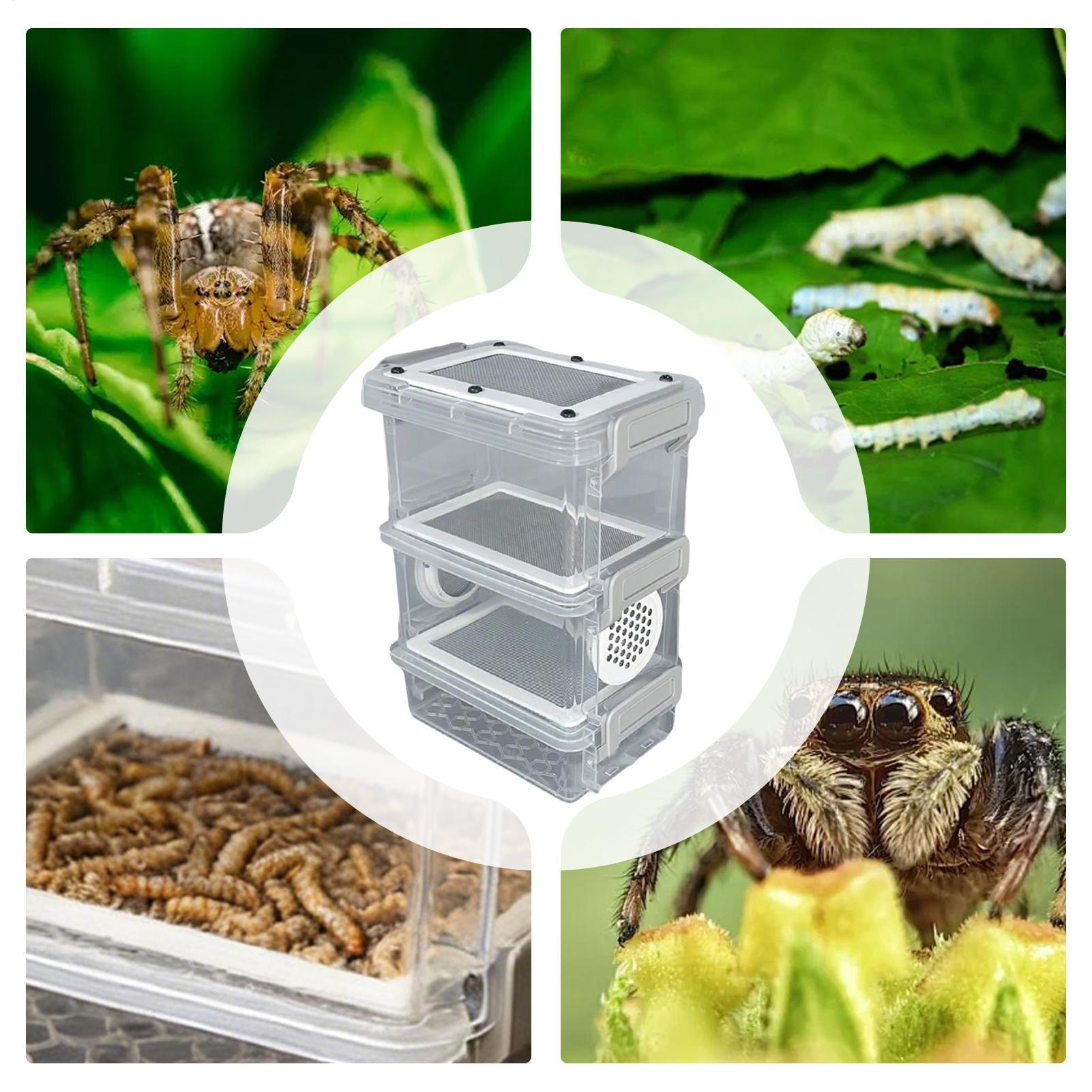 Mealworm Breeding Kit 3-Layer  - Science Hobbyist ulasan dan harga